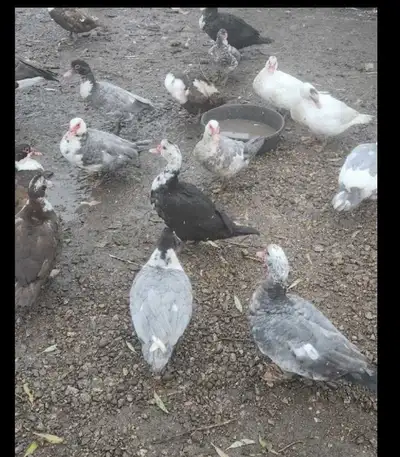 Female muskovy ducks, View more