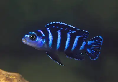 My Demasoni cichlids are breeding nonstop, so I’m selling some of their babies! These are beautiful...