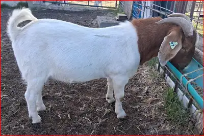 Boer Yearly Billy Goats (Bucks) for sale. Purebred Boer (not papered). Ready to go to work. Can view...