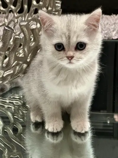 British shorthair Kittens ready to go new home, View more