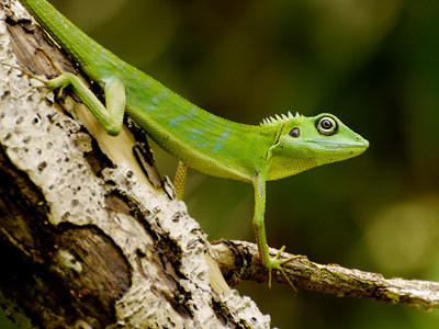 BEAUTIFUL GREEN CRESTED LIZARD in Reptiles & Amphibians for Rehoming in North Bay