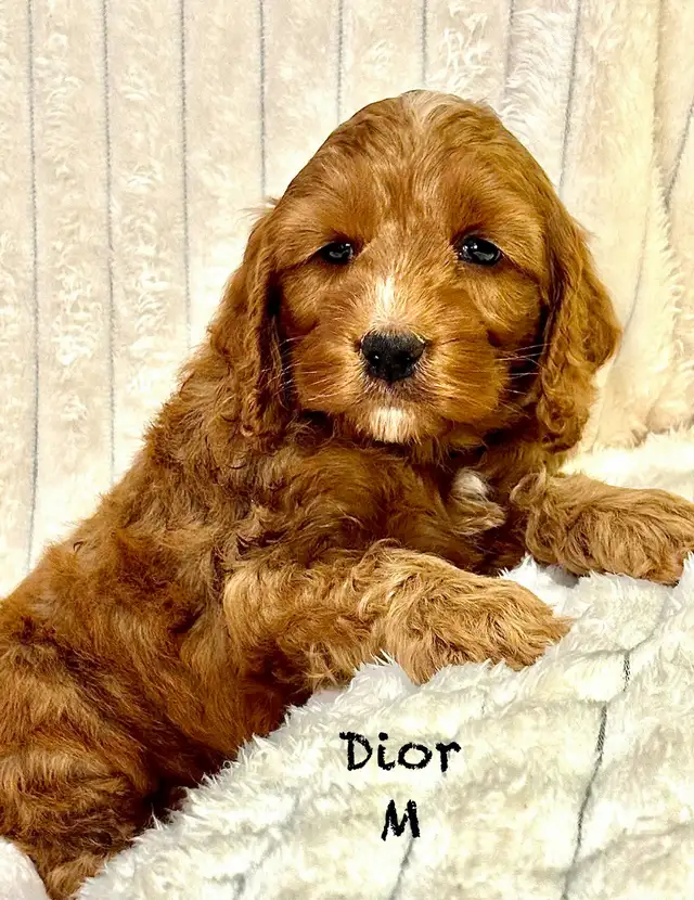 Chiots MINI COCKAPOO F1B Puppies | Dogs & Puppies for Rehoming | Laval ...