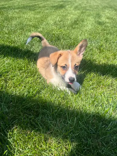 We have 4 corgi puppies ready for their new homes now, boys and girls available. They have been vet...