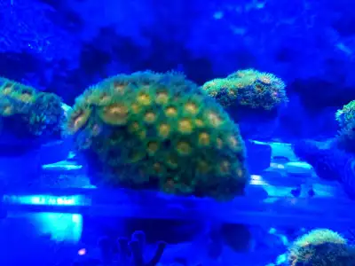 John Deere Leptastrea Coral frag, View more