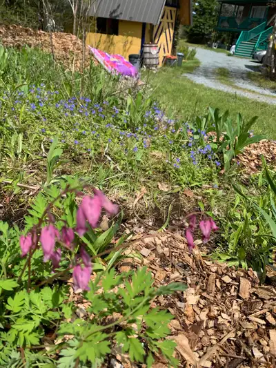 Wanting help planting plants, creating a path, weeding and weed eating. Could be 3 to 5 hours each t...