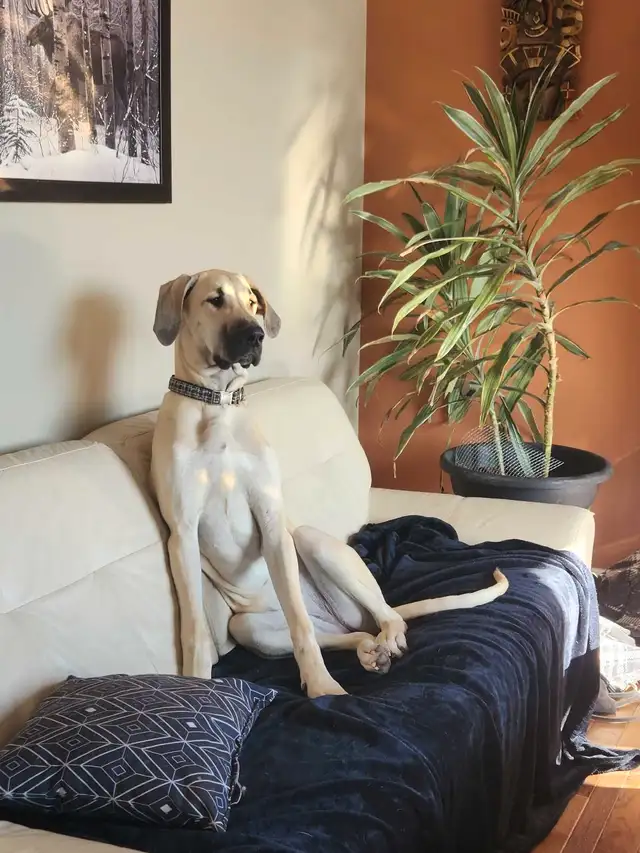 Great Dane puppies in Dogs & Puppies for Rehoming in Barrie - Image 10