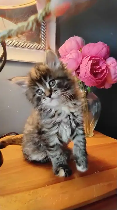 Maine coon mix  kittens for sale, View more