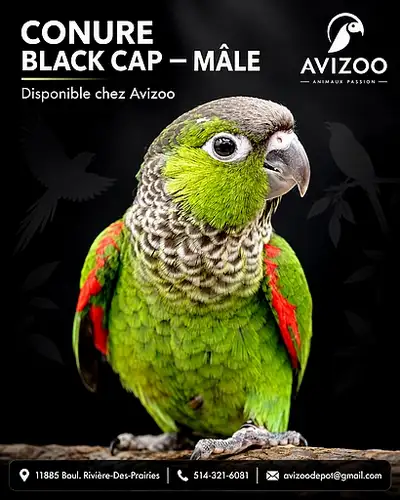 CONURE BLACK CAP MÂLES DISPONIBLES, View more
