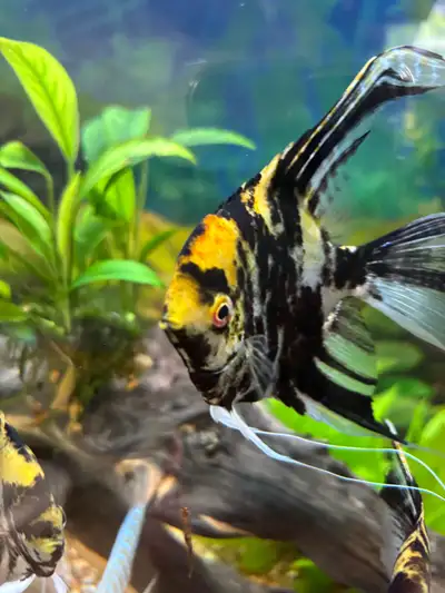 Golden Marble Angelfish adult , View more