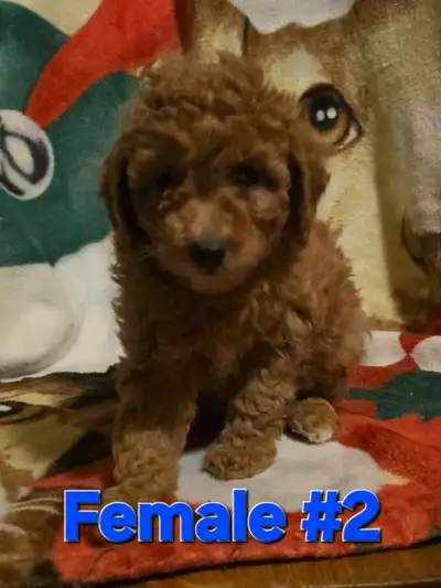 Ony Poodle Female Puppy Left, View more
