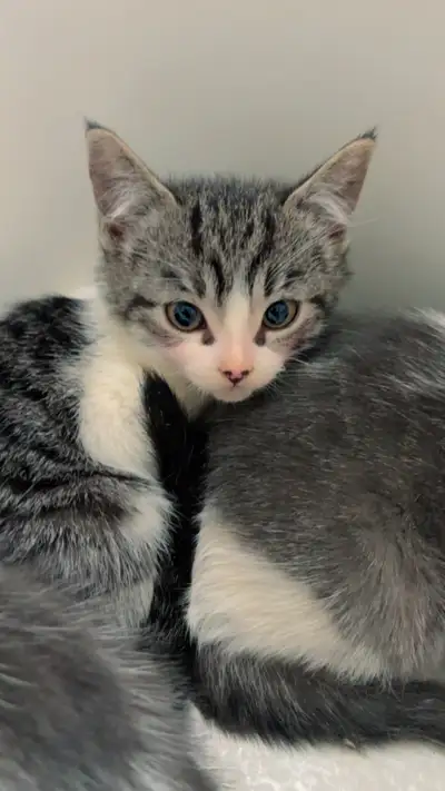 2 Bébés chat ( MÉLANGÉES ) à vendre❤️ J’ai le certificat de la maman mais pas du papa , la raison du...
