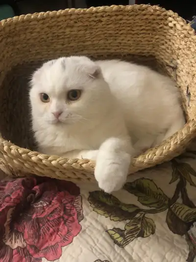 Purebred Scottish Fold/Straight Kittens, View more