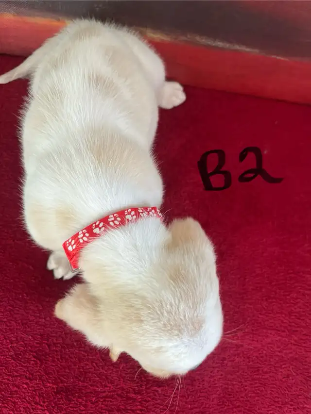 Basset Hound Pups Pure Bred in Dogs & Puppies for Rehoming in Edmonton - Image 7