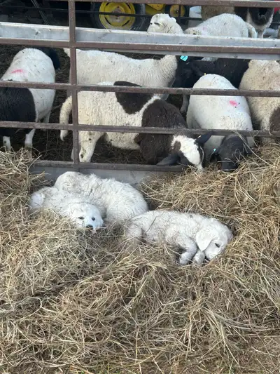 Maremma  livestock guardians , View more
