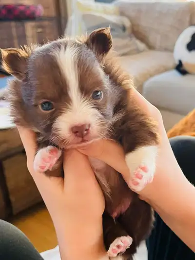 Our puppies Doughnut and Bamby are a male and a female born on February 9th 2025. Bamby is a red mer...