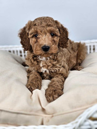 Cockapoo Puppies for Sale 