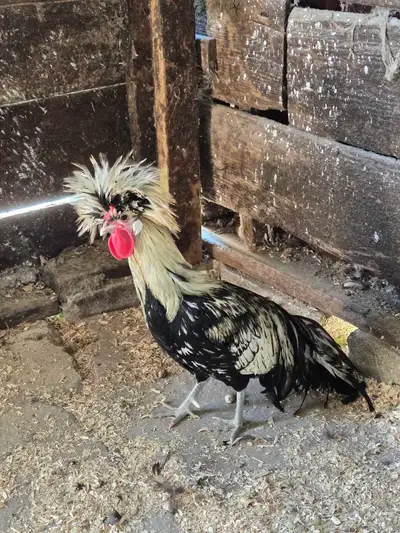 polish rooster, View more