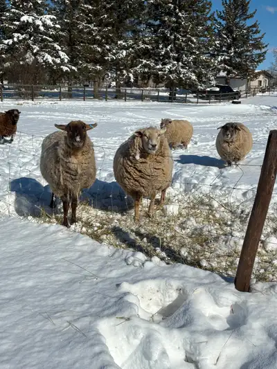 Cull Ewes for sale, View more