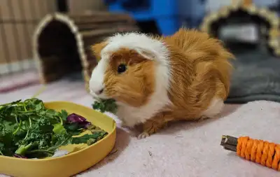 Rabbit and guinea pig boarding - Toronto/GTA, View more
