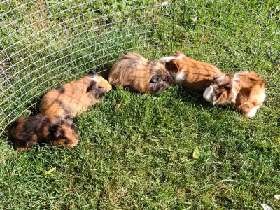 Baby guinea pigs,  all males teddy and smooth coat, View more