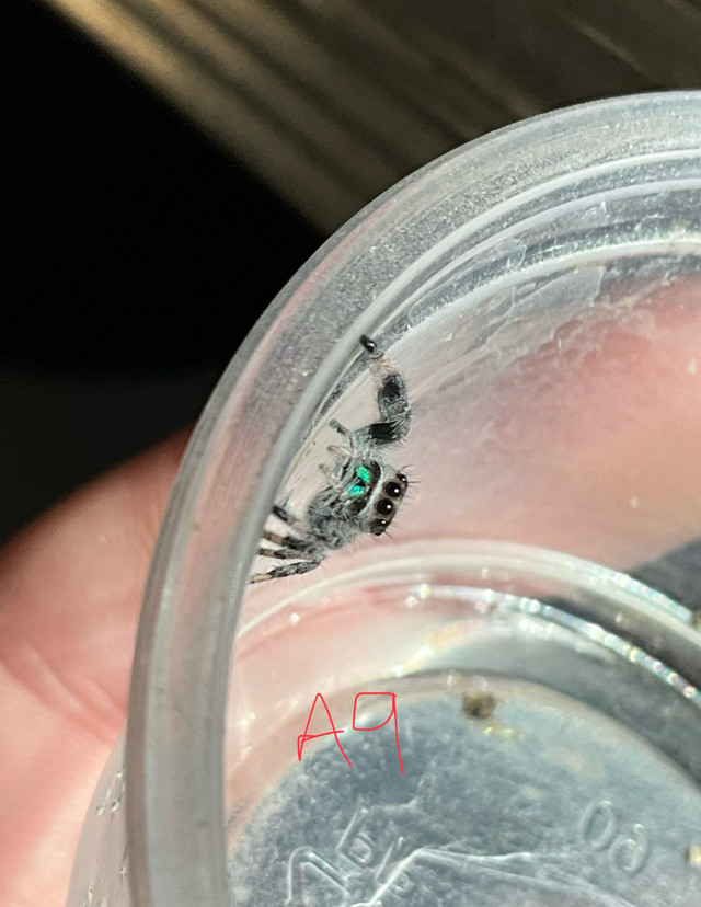 Jumping spiders (juvenile)  in Other Pets for Rehoming in City of Halifax - Image 3