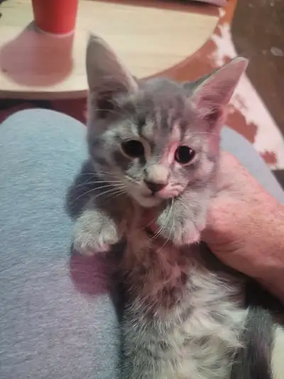 Kittens for sale, View more