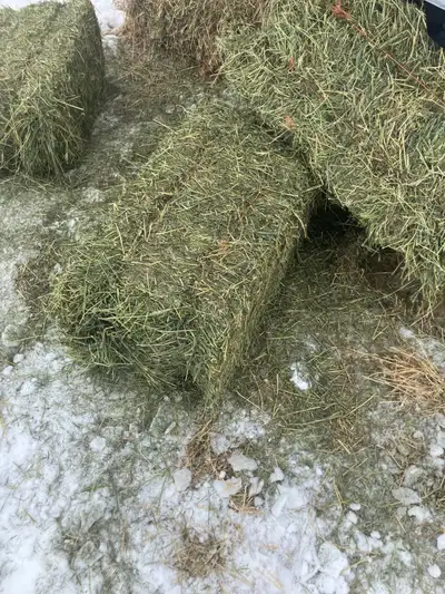 Hay fo Sale, View more