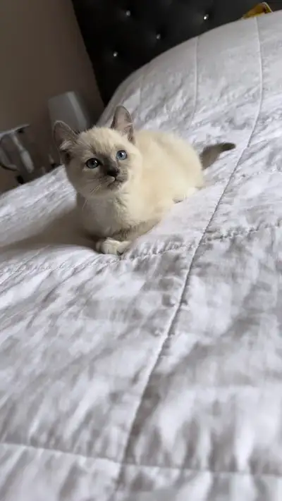 SIAMIESE X RAGDOLL KITTENS, View more
