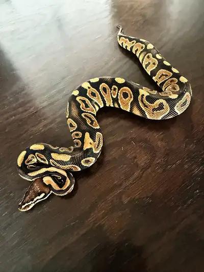 Ball pythons available 0.1 BP Cypress het Clown 443g/ $800 or best offer Making this awesome high qu...