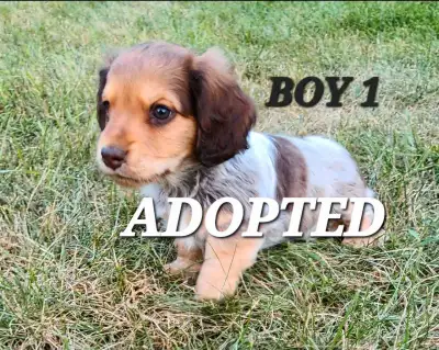 GORGEOUS MINIATURE DACHSHUND/ KING CHARLES SPANIEL PUPPIES, View more