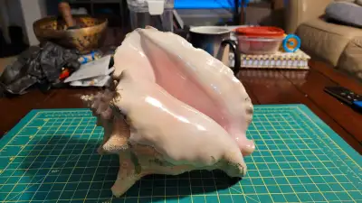 Huge Conch Shell Pink, View more