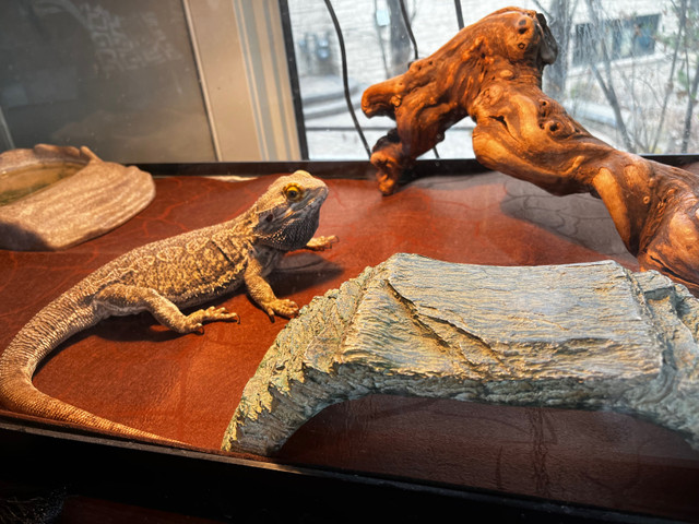 6 year old bearded dragon  in Reptiles & Amphibians for Rehoming in Calgary - Image 2