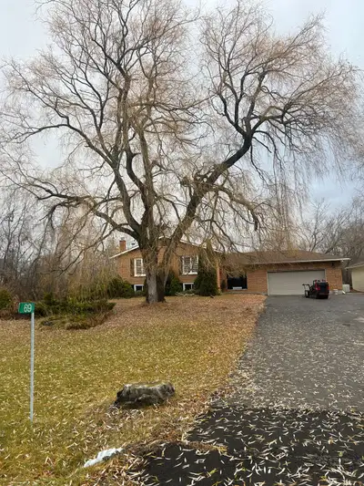 Tree removal Arborbist Full insured Stumps included in full removal 613 827 0024