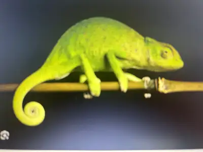 Beautiful Senegal Chameleons Regularly $175 On Special $150 705 388 8878