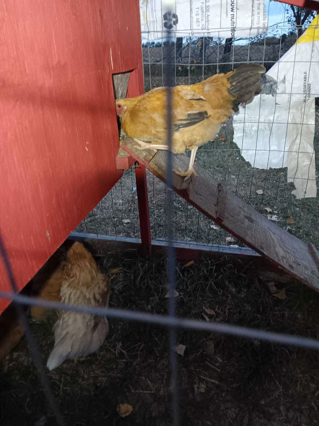 BYM pullets hatched June 6 in Livestock in Red Deer - Image 4