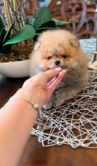 Pomeranian puppies micro tiny size