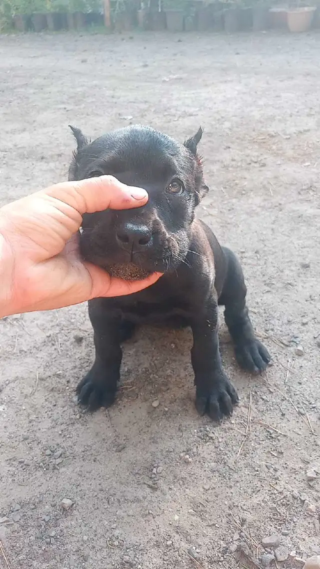 Cane Corso puppies in Dogs & Puppies for Rehoming in Owen Sound - Image 3