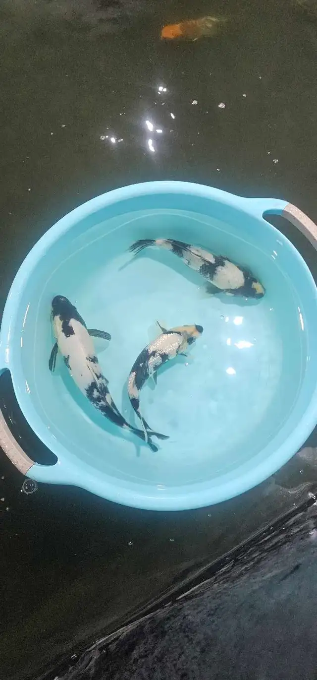 Japanese koi in Fish for Rehoming in Calgary - Image 3