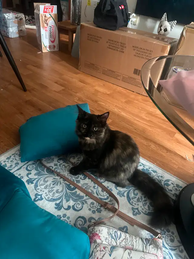 Two brother and sister- 5month old with all shots. Half ragdoll.