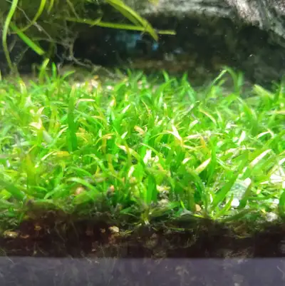 6 miniature rooted ground cover plants for $10, View more