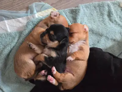 Adorables chiots à réserver – prêts à rejoindre leur nouvelle famille dès le 15 juin ! Nous avons de...