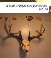 2 X Whitetail European Mounts - $225.00 Each