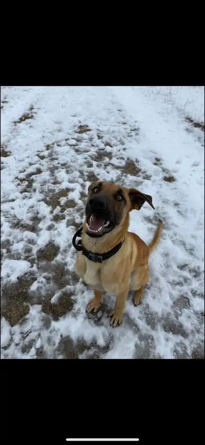 year old Malinois Shepherd mix, View more
