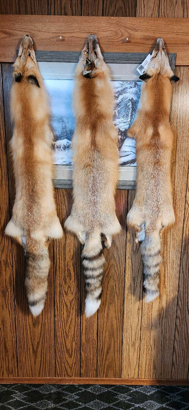 Tanned Furs and Pelts For Sale in Hobbies & Crafts in Regina - Image 2
