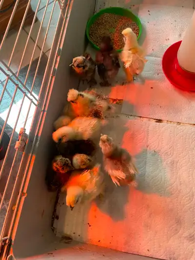 Silkie/Sizzle Chicks, View more