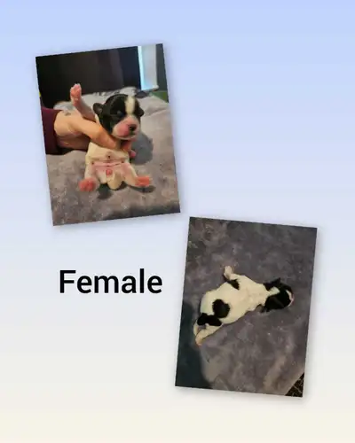 pure bred shih tzu puppies, View more