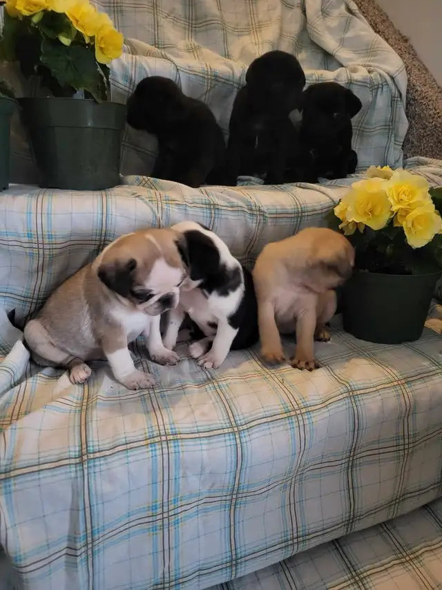pug  puppies ! in Dogs & Puppies for Rehoming in Stratford - Image 10