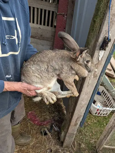 Rabbits for sale, View more