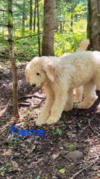 Standard Poodle puppies 