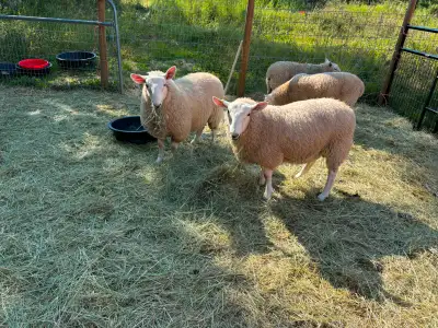 Purebred North Country Cheviot Ram lambs, View more